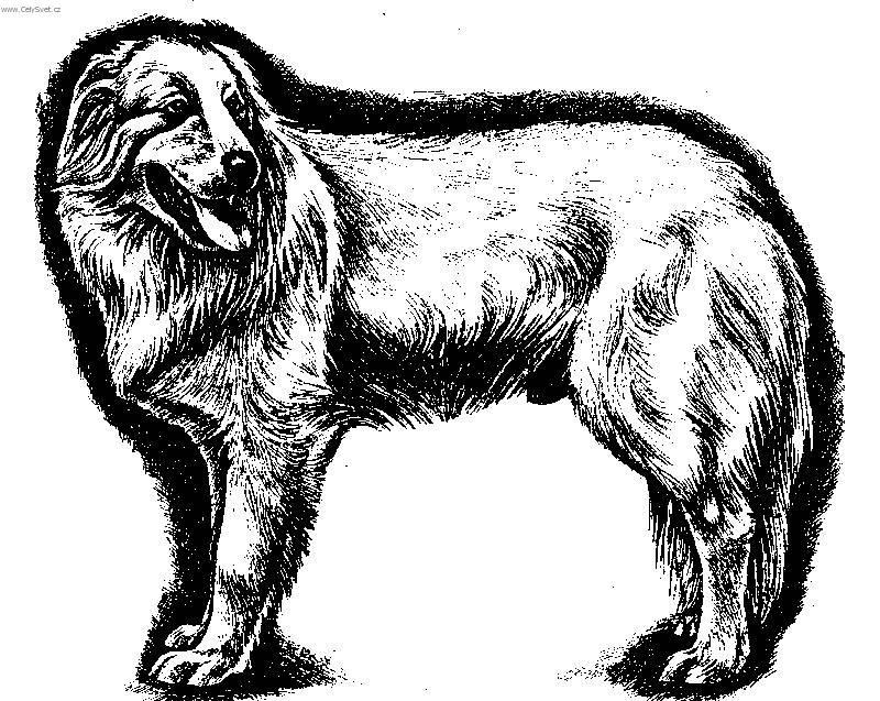 Photos: Maremma and abruzzes shepherd dog (Dog standard) (pictures, images)