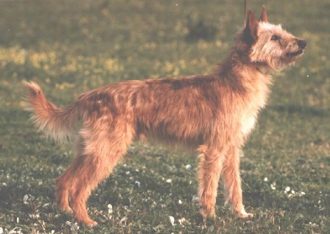 Photos: Medium portuguese warren hound - portuguese podengo (Dog standard) (pictures, images)