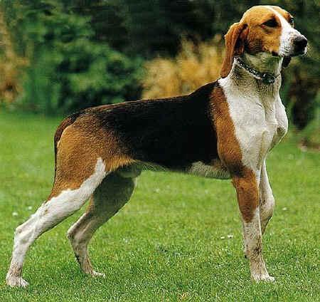Photos: Medium-sized anglo-french hound (Dog standard) (pictures, images)