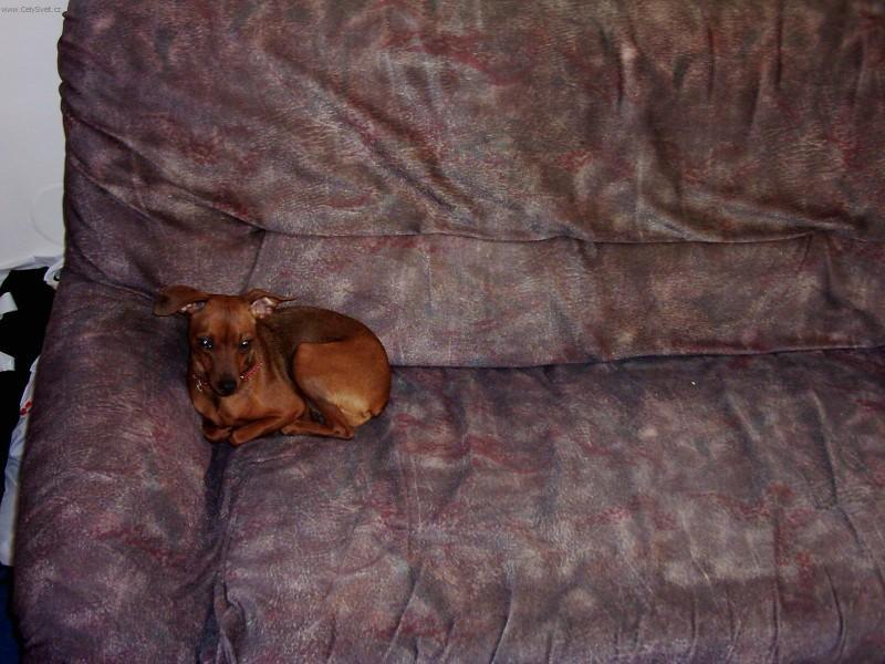 Photos: Miniature pinscher (Dog standard) (pictures, images)