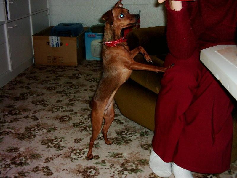 Photos: Miniature pinscher (Dog standard) (pictures, images)