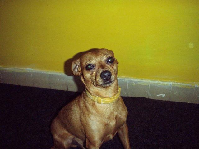 Photos: Miniature pinscher (Dog standard) (pictures, images)