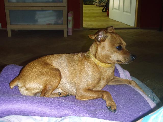 Photos: Miniature pinscher (Dog standard) (pictures, images)