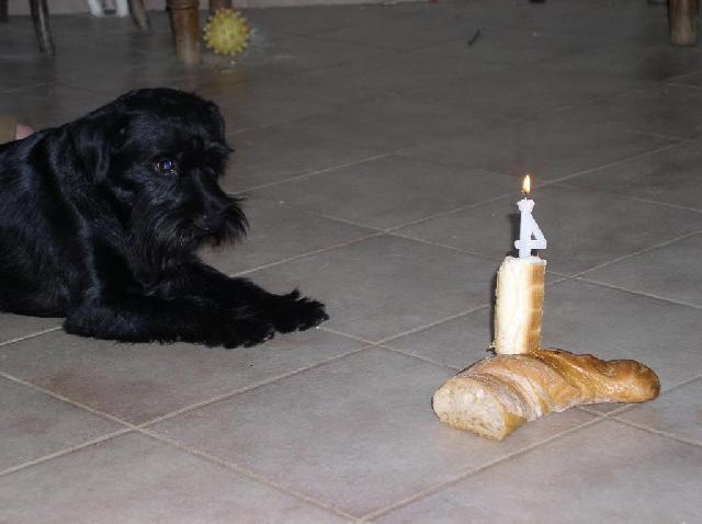 Photos: Miniature schnauzer (Dog standard) (pictures, images)