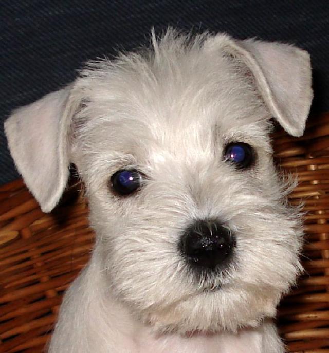 Photos: Miniature schnauzer (Dog standard) (pictures, images)