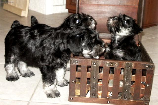 Photos: Miniature schnauzer (Dog standard) (pictures, images)
