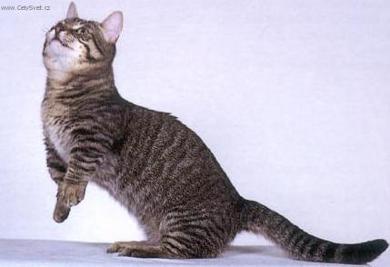 Photos: Munchkin (Cat) (pictures, images)