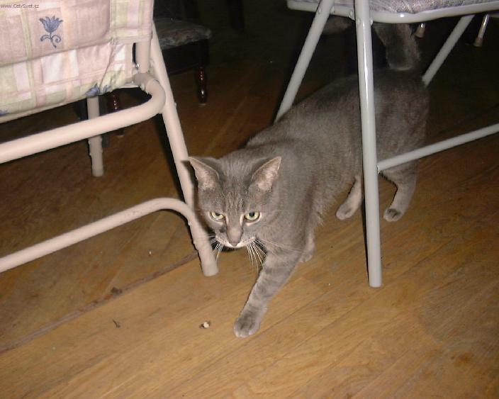 Photos: Munchkin (Cat) (pictures, images)