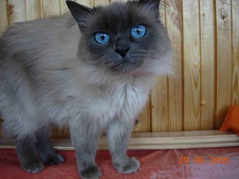 Photos: Neva masquerade  (siberian cat) (pictures, images)