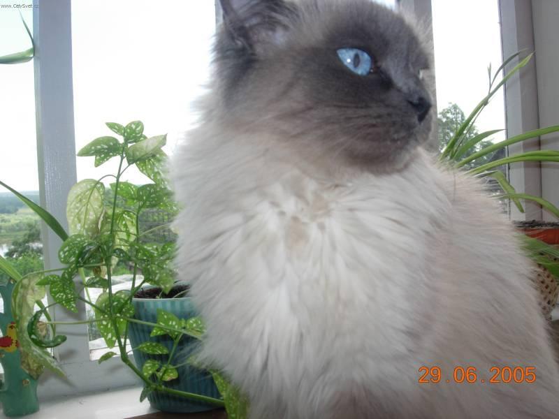 Photos: Neva masquerade  (siberian cat) (pictures, images)