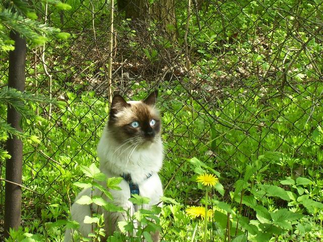 Photos: Neva masquerade  (siberian cat) (pictures, images)