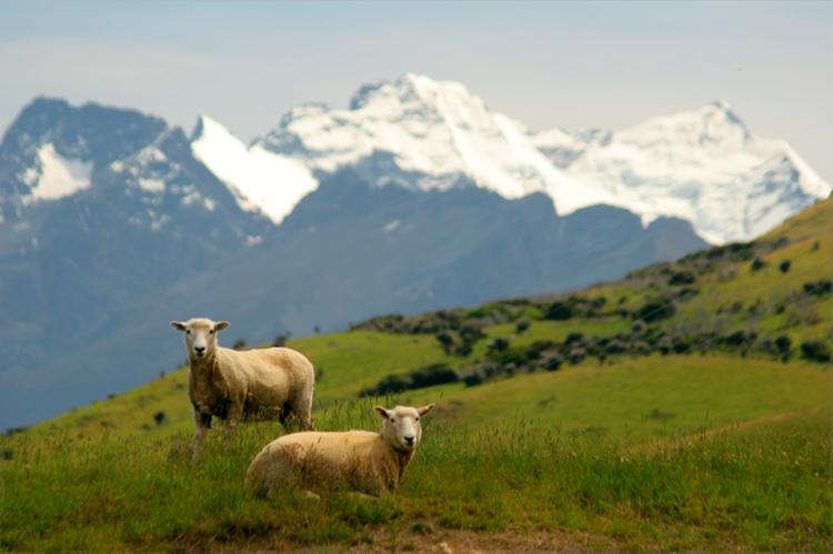 Photos: New Zealand (pictures, images)