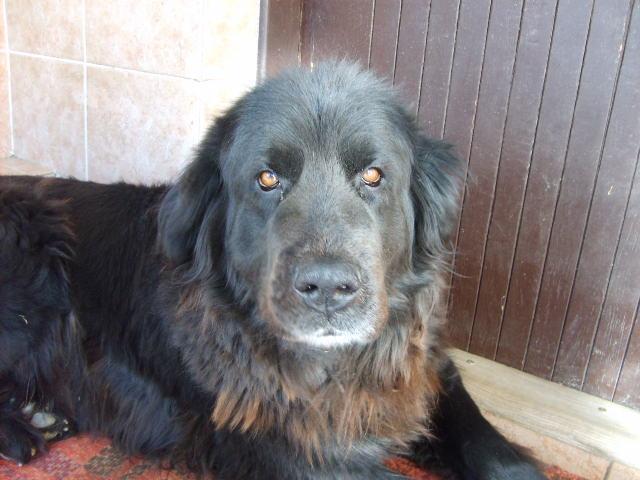 Photos: Newfoundland (Dog standard) (pictures, images)