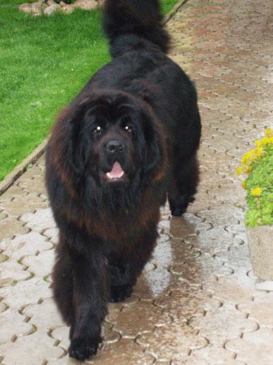 Photos: Newfoundland (Dog standard) (pictures, images)
