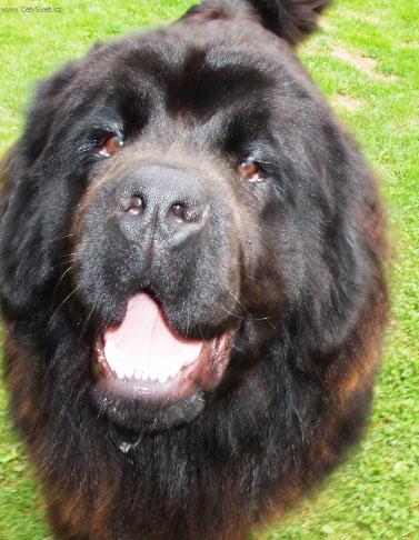 Photos: Newfoundland (Dog standard) (pictures, images)
