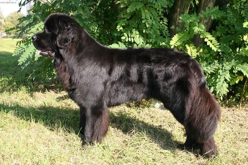 Photos: Newfoundland (Dog standard) (pictures, images)