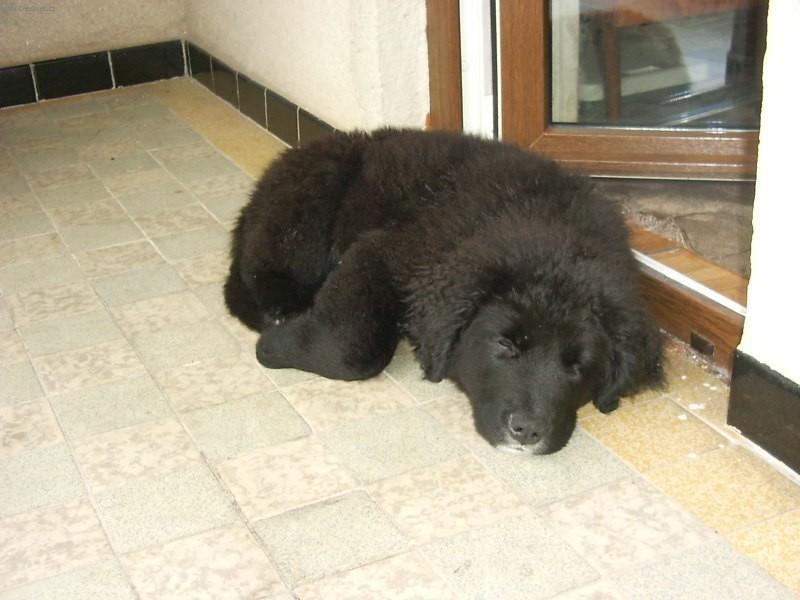 Photos: Newfoundland (Dog standard) (pictures, images)