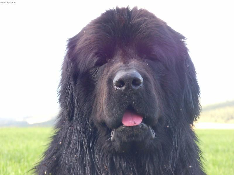 Photos: Newfoundland (Dog standard) (pictures, images)