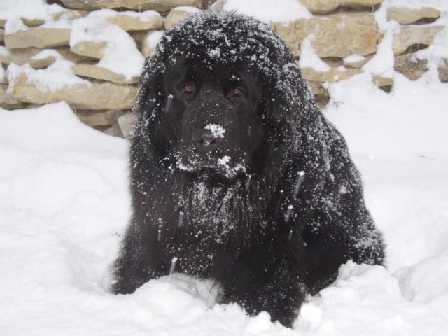 Photos: Newfoundland (Dog standard) (pictures, images)