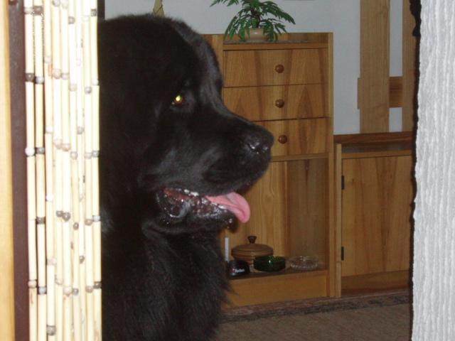 Photos: Newfoundland (Dog standard) (pictures, images)