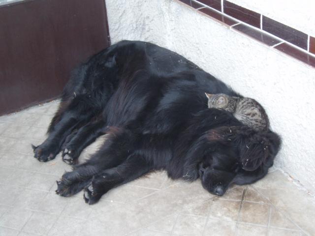 Photos: Newfoundland (Dog standard) (pictures, images)