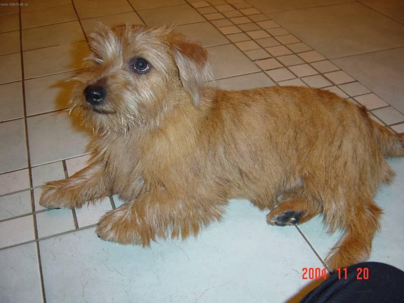 Photos: Norfolk terrier (Dog standard) (pictures, images)