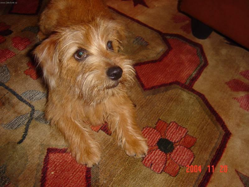 Photos: Norfolk terrier (Dog standard) (pictures, images)