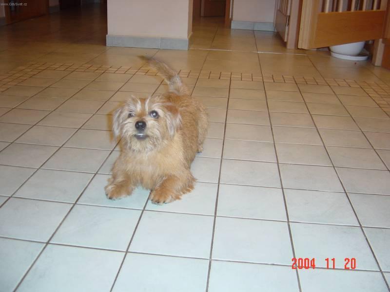Photos: Norfolk terrier (Dog standard) (pictures, images)