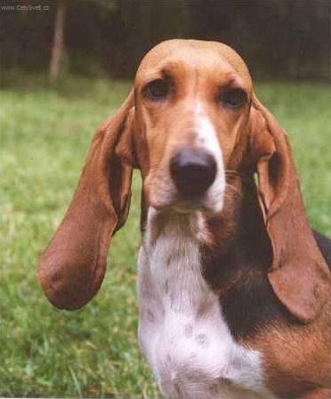Photos: Norman artesien basset (Dog standard) (pictures, images)