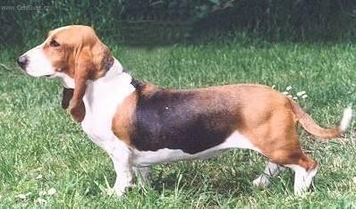 Photos: Norman artesien basset (Dog standard) (pictures, images)