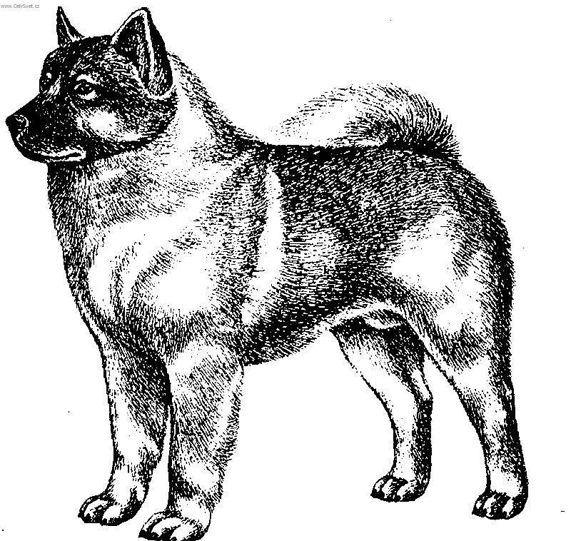 Photos: Norwegian elkhound black (Dog standard) (pictures, images)