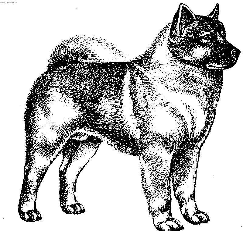 Photos: Norwegian elkhound grey (Dog standard) (pictures, images)