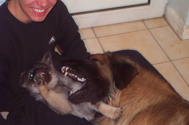 Photos: Norwegian elkhound grey (Dog standard) (pictures, images)