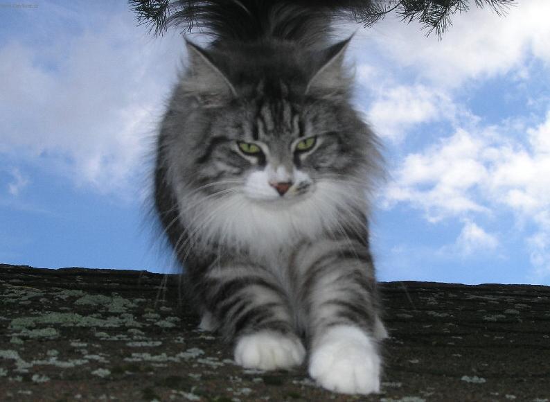 Photos: Norwegian Forest (Cat) (pictures, images)