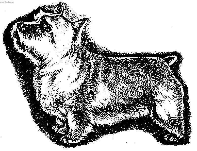 Photos: Norwich terrier (Dog standard) (pictures, images)