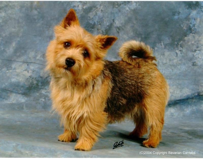 Photos: Norwich terrier (Dog standard) (pictures, images)