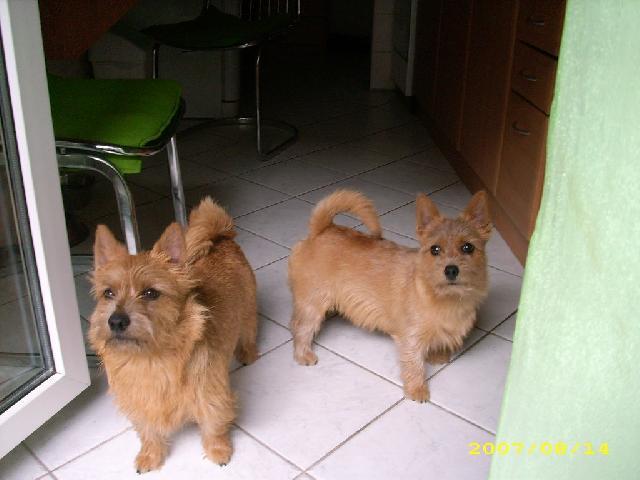 Photos: Norwich terrier (Dog standard) (pictures, images)