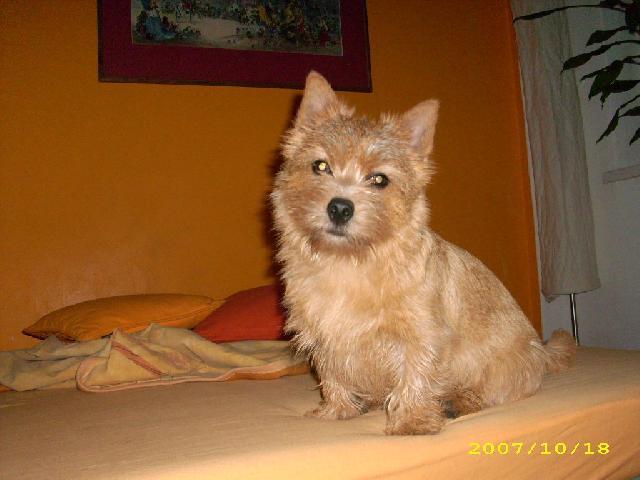 Photos: Norwich terrier (Dog standard) (pictures, images)