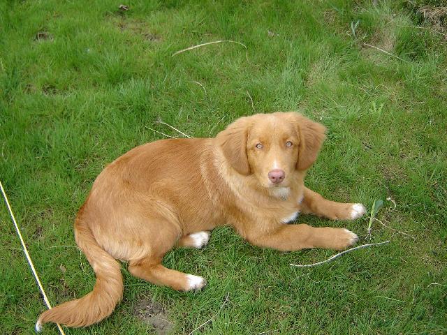 Photos: Nova scotia duck tolling retriever (Dog standard) (pictures, images)