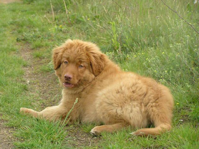 Photos: Nova scotia duck tolling retriever (Dog standard) (pictures, images)