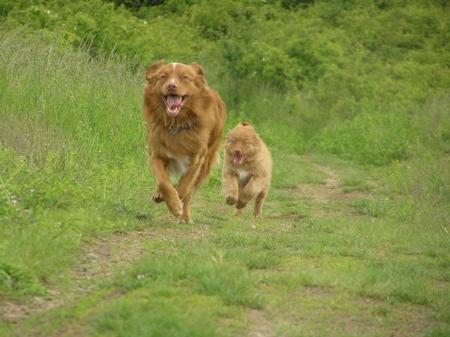 Photos: Nova scotia duck tolling retriever (Dog standard) (pictures, images)