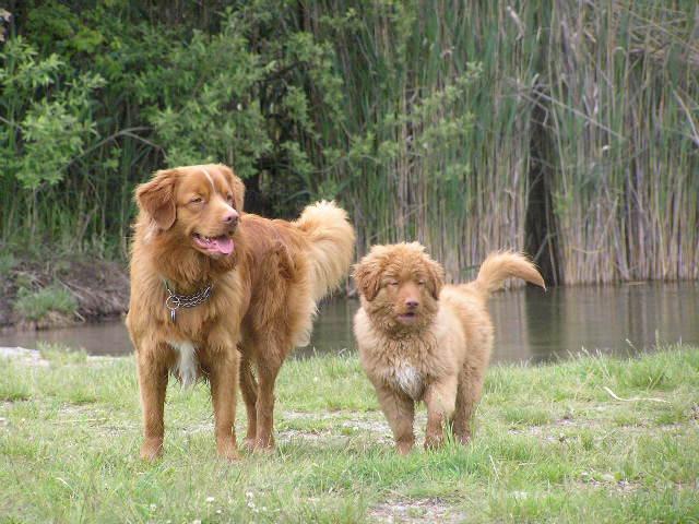 Photos: Nova scotia duck tolling retriever (Dog standard) (pictures, images)