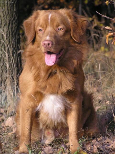 Photos: Nova scotia duck tolling retriever (Dog standard) (pictures, images)