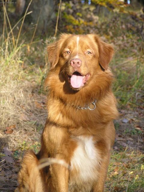 Photos: Nova scotia duck tolling retriever (Dog standard) (pictures, images)