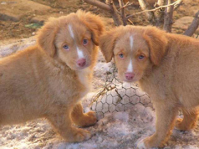 Photos: Nova scotia duck tolling retriever (Dog standard) (pictures, images)