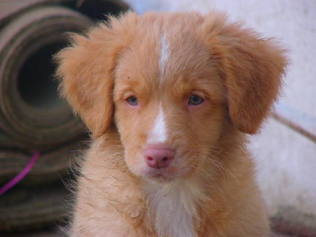 Photos: Nova scotia duck tolling retriever (Dog standard) (pictures, images)