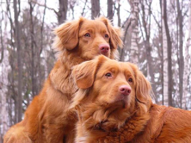 Photos: Nova scotia duck tolling retriever (Dog standard) (pictures, images)