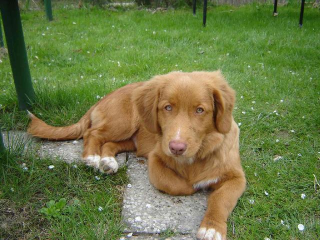 Photos: Nova scotia duck tolling retriever (Dog standard) (pictures, images)