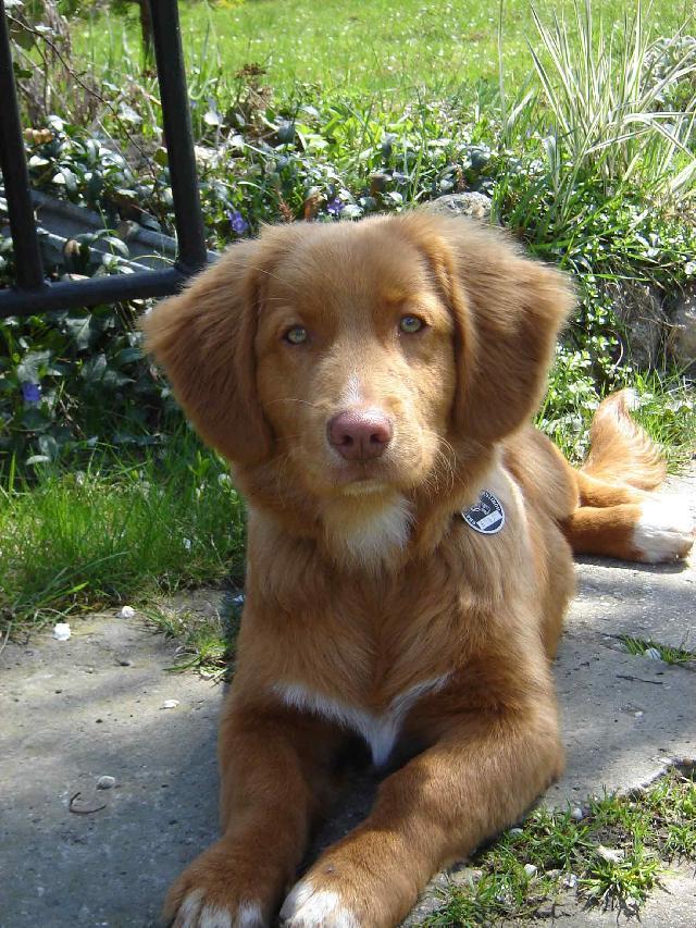 Photos: Nova scotia duck tolling retriever (Dog standard) (pictures, images)