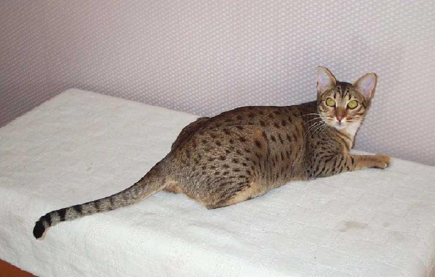 Photos: Ocicat (Cat) (pictures, images)